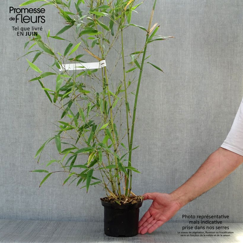Amostra de Phyllostachys nigra Henonis Vaso de 2 L/3 L tal como entregue no verão