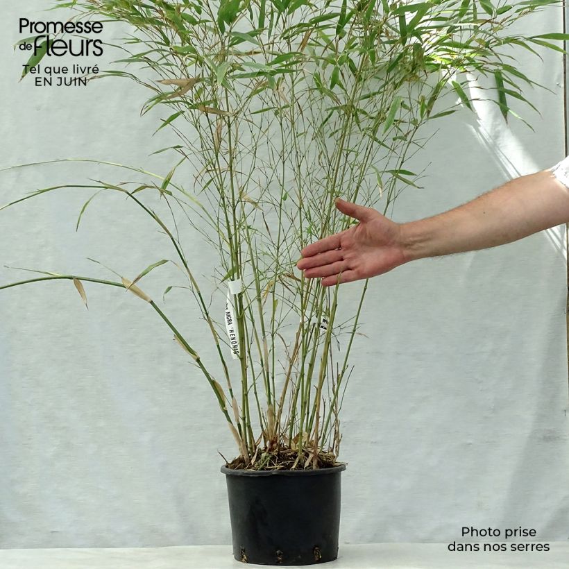 Amostra de Phyllostachys nigra Henonis Vaso de 4 L/5 L tal como entregue no verão