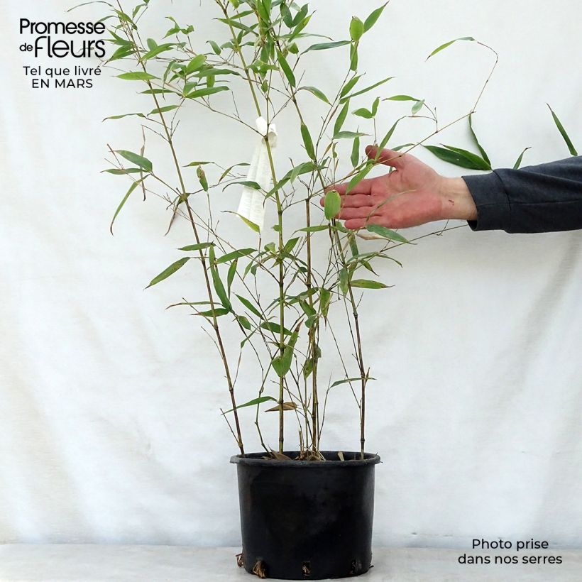 Amostra de Phyllostachys nigra Henonis Vaso de 4 L/5 L tal como entregue na primavera
