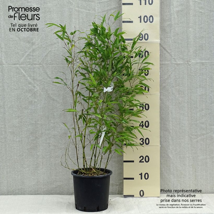 Amostra de Phyllostachys nigra Henonis Vaso de 4 L/5 L tal como entregue no outono