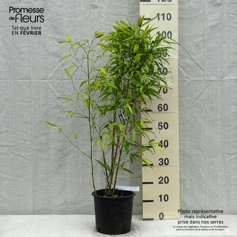 Amostra de Phyllostachys nigra Henonis - Bambou géant Vaso de 4 L/5 L tal como entregue no inverno