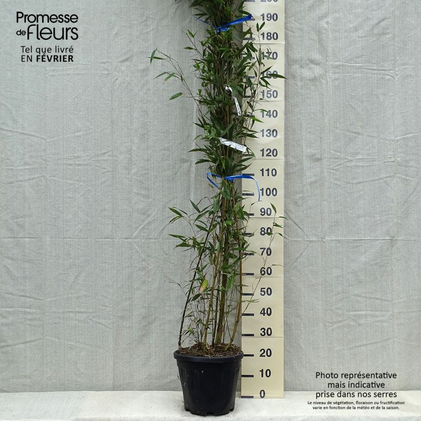 Amostra de Phyllostachys nigra Megurochiku - Bambou géant Vaso de 12 L/15 L tal como entregue no inverno