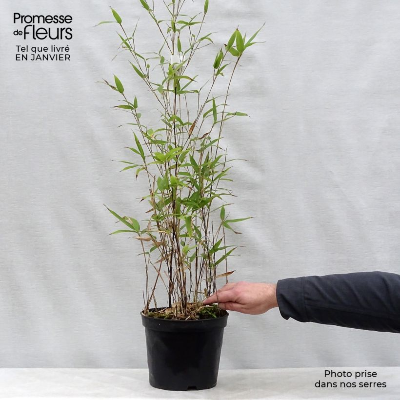 Amostra de Phyllostachys nigra Vaso de 4 L/5 L tal como entregue no inverno