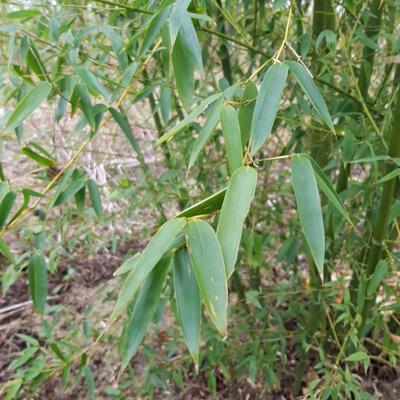 Phyllostachys parvifolia (Folhagem)