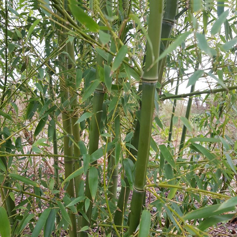 Phyllostachys parvifolia (Hábito)