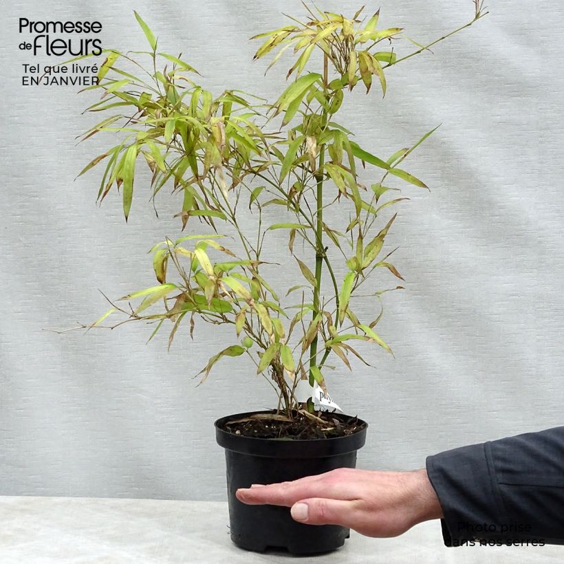 Amostra de Phyllostachys parvifolia - Bambou géant Vaso de 4 L/5 L tal como entregue no inverno