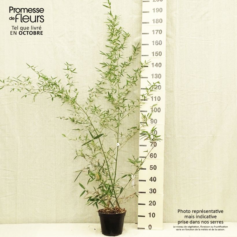 Amostra de Phyllostachys parvifolia - Bambou géant Pot de 4L/5L tal como entregue no outono