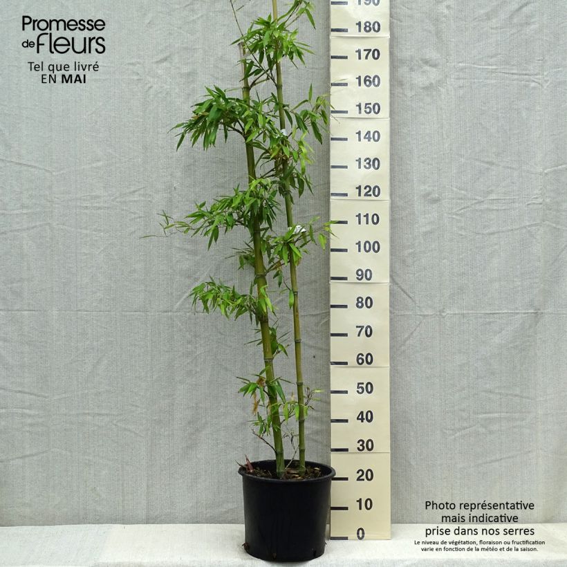 Amostra de Phyllostachys parvifolia Vaso de 12 L/15 L tal como entregue na primavera