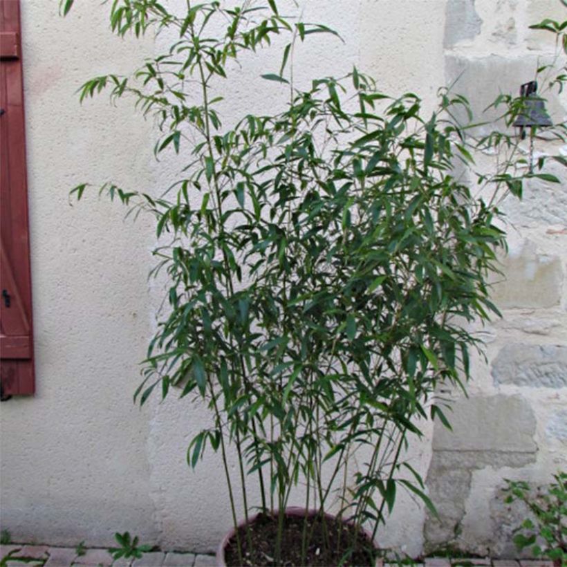Phyllostachys rubromarginata (Folhagem)