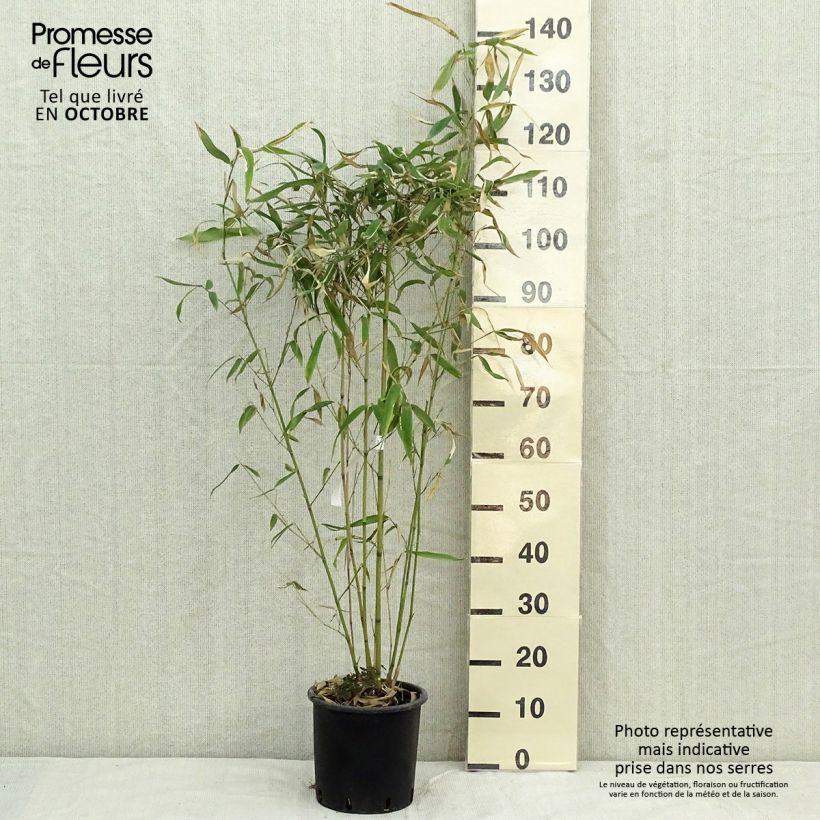 Amostra de Phyllostachys rubromarginata Vaso de 4 L/5 L tal como entregue no outono