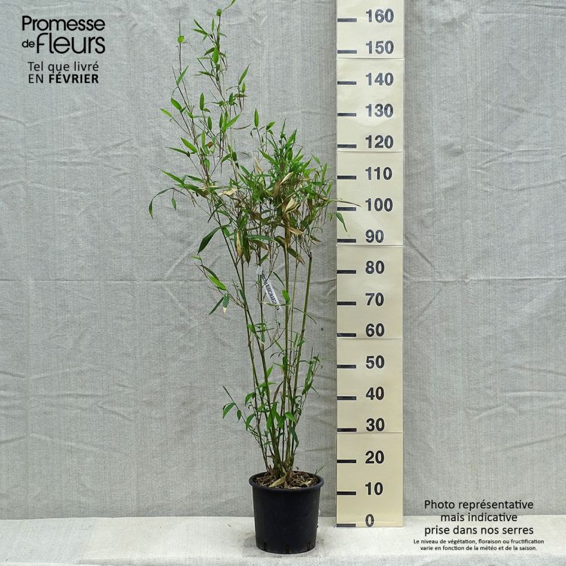 Amostra de Phyllostachys rubromarginata - Bambou moyen Vaso de 4 L/5 L tal como entregue no inverno
