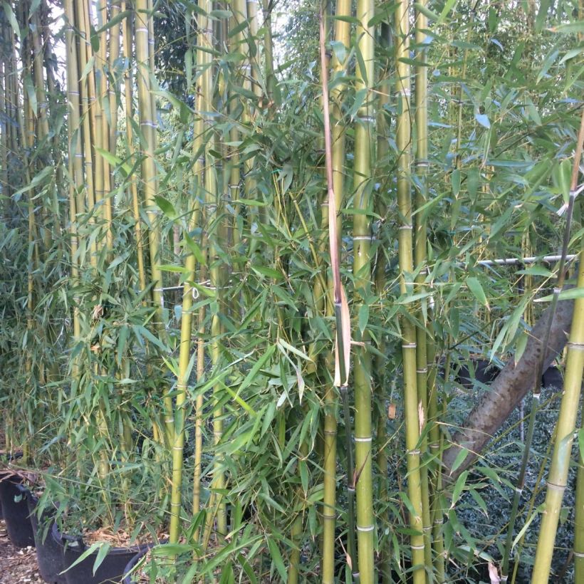 Phyllostachys viridiglaucescens (Folhagem)