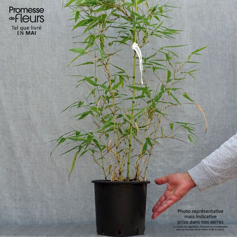 Amostra de Phyllostachys viridiglaucescens Vaso de 4 L/5 L tal como entregue na primavera