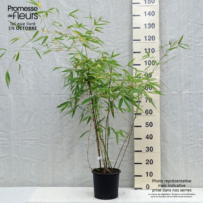 Amostra de Phyllostachys viridiglaucescens Vaso de 4 L/5 L tal como entregue no outono