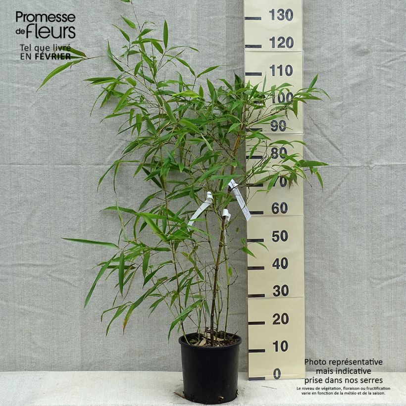 Amostra de Phyllostachys viridiglaucescens - Bambou géant Vaso de 4 L/5 L tal como entregue no inverno