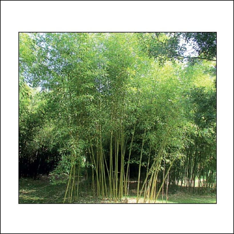 Phyllostachys viridis Sulphurea (Hábito)