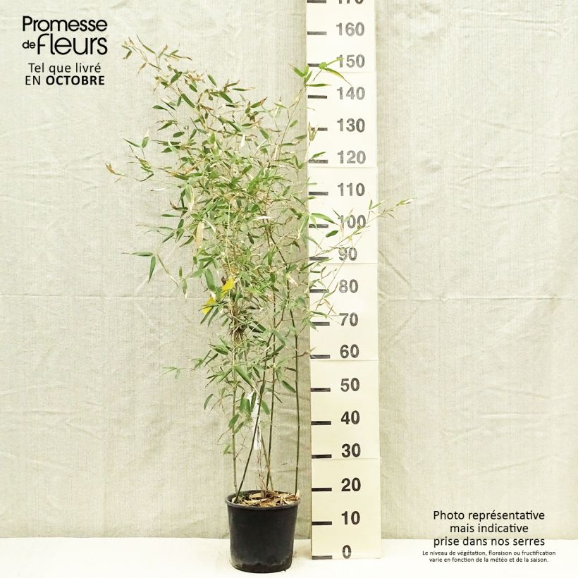 Amostra de Phyllostachys viridis Sulphurea Vaso de 2 L/3 L tal como entregue no outono
