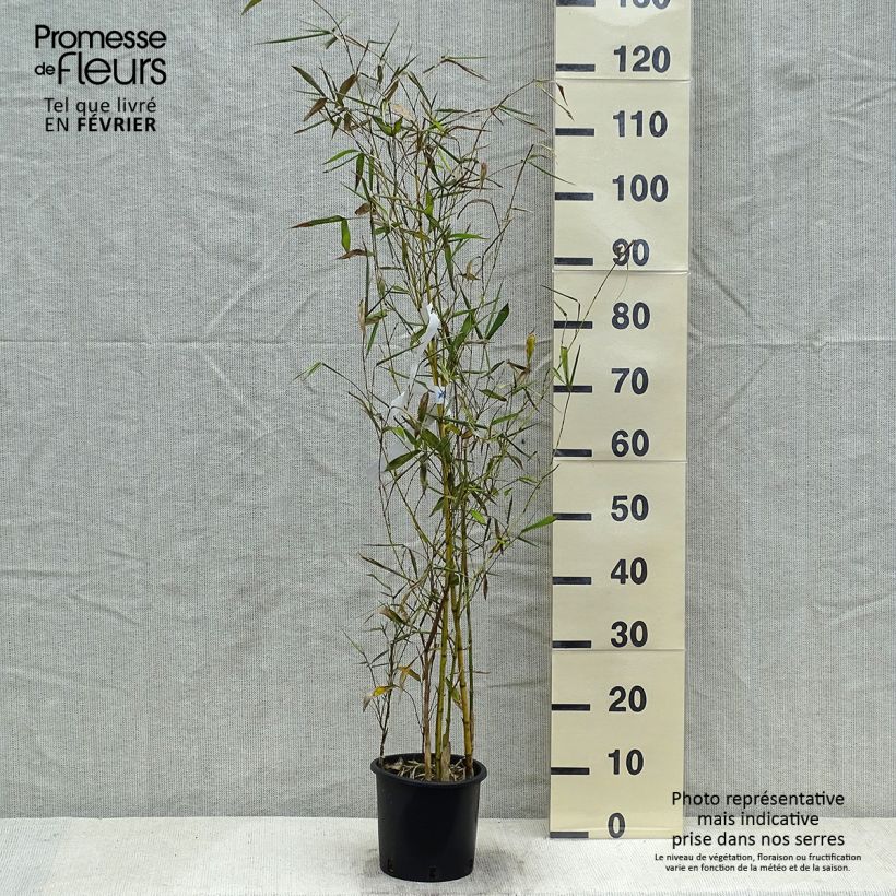 Amostra de Phyllostachys viridis Sulphurea - Bambou Vaso de 2 L/3 L tal como entregue no inverno