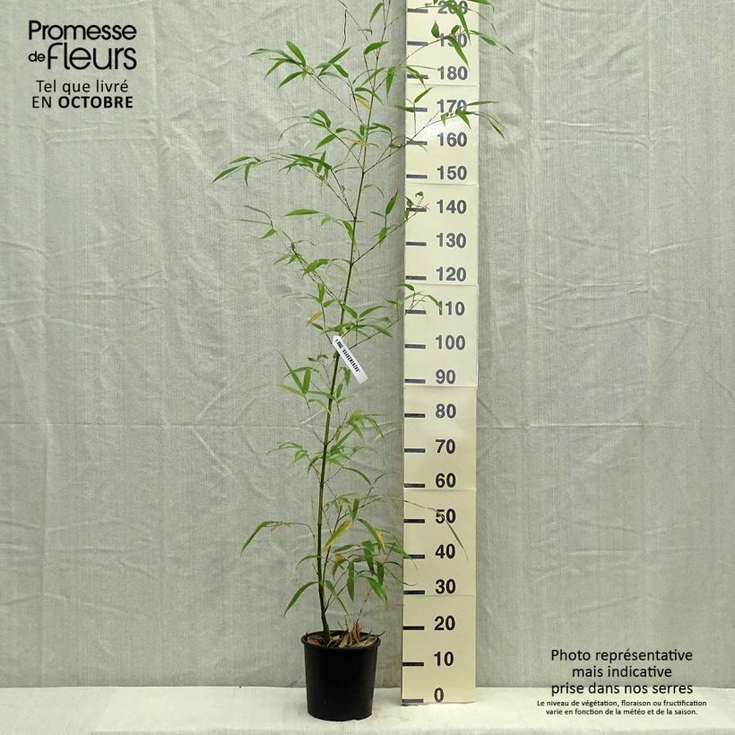 Amostra de Phyllostachys vivax Aureocaulis Vaso de 4 L/5 L tal como entregue no inverno