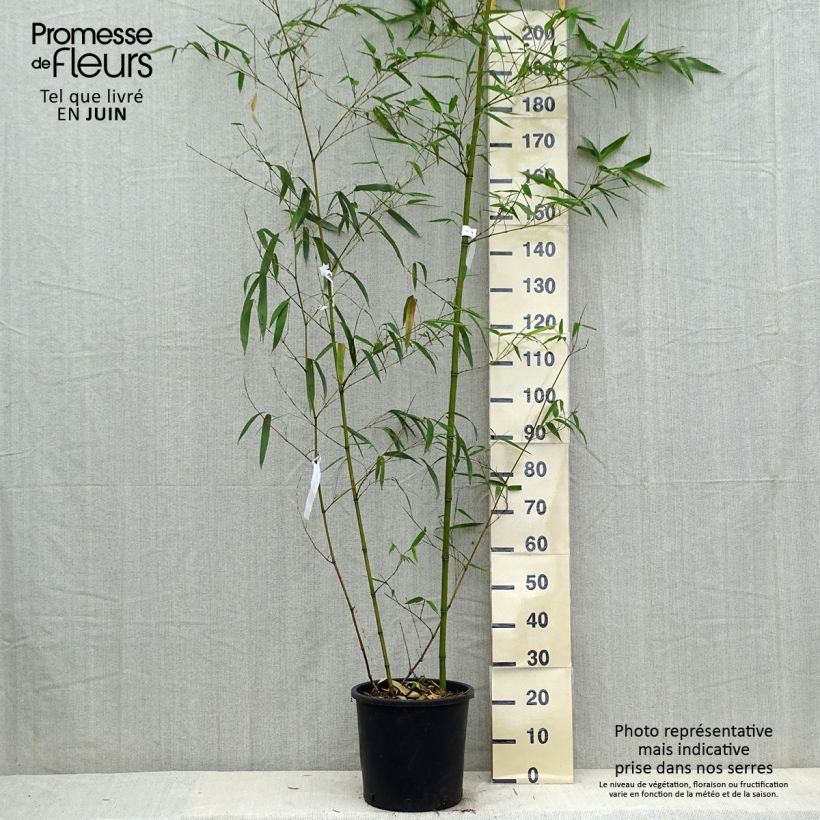 Amostra de Phyllostachys vivax Aureocaulis Vaso de 4 L/5 L tal como entregue na primavera