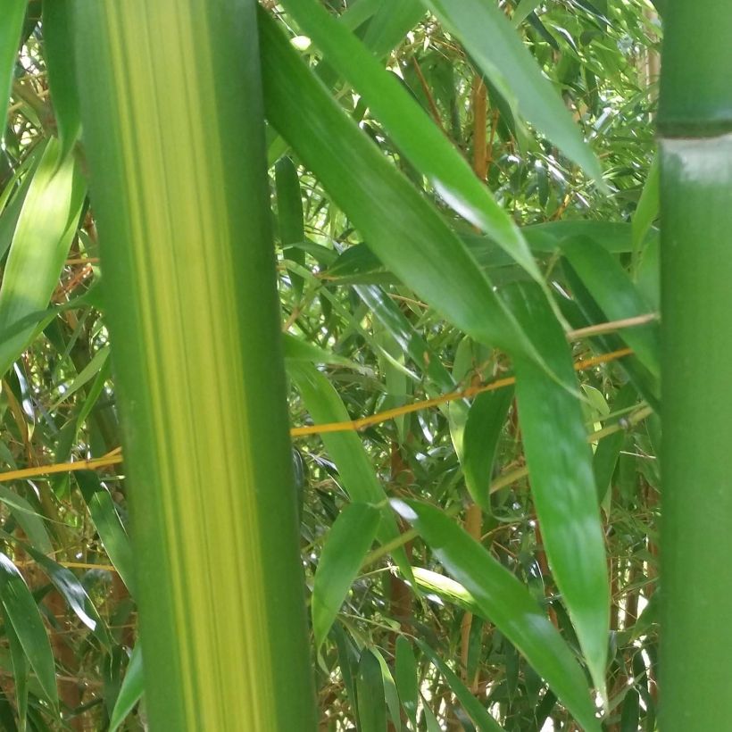 Phyllostachys vivax Huangwenzhu (Folhagem)