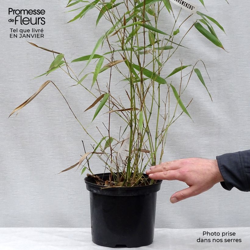 Amostra de Phyllostachys vivax Huangwenzhu Vaso de 4 L/5 L tal como entregue no inverno
