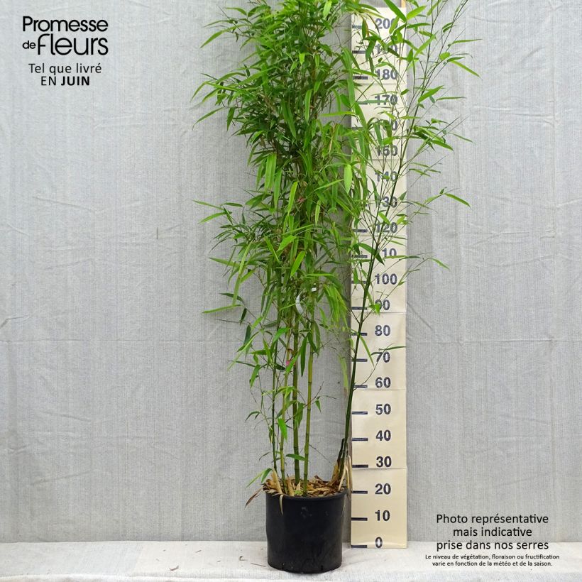 Amostra de Phyllostachys vivax Huangwenzhu Vaso de 12 L/15 L tal como entregue no verão