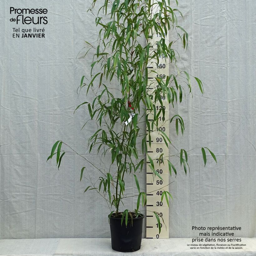 Amostra de Phyllostachys vivax Huangwenzhu Vaso de 12 L/15 L tal como entregue no inverno