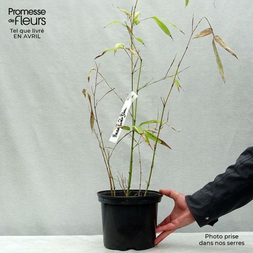 Amostra de Phyllostachys vivax Huangwenzhu Vaso de 4 L/5 L tal como entregue na primavera