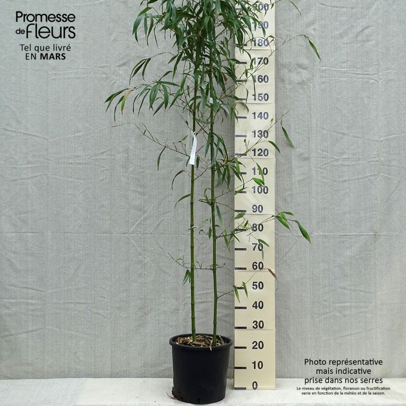 Amostra de Phyllostachys vivax MacClure Vaso de 12 L/15 L tal como entregue na primavera