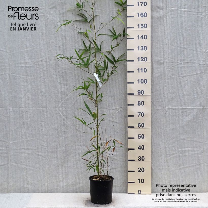 Amostra de Phyllostachys vivax MacClure (type) - Bambou géant Vaso de 4 L/5 L tal como entregue no inverno