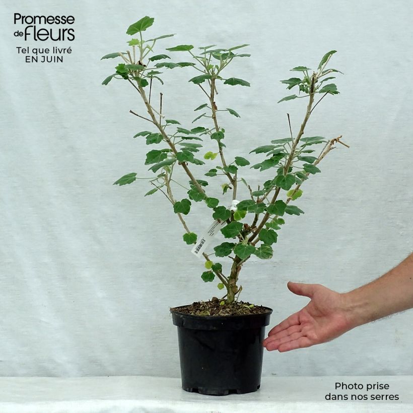 Amostra de Phymosia umbellata Vaso de 4 L/5 L tal como entregue no verão