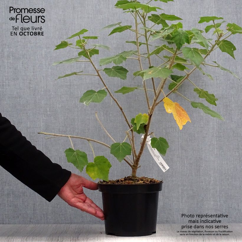 Amostra de Phymosia umbellata Vaso de 4 L/5 L tal como entregue no outono