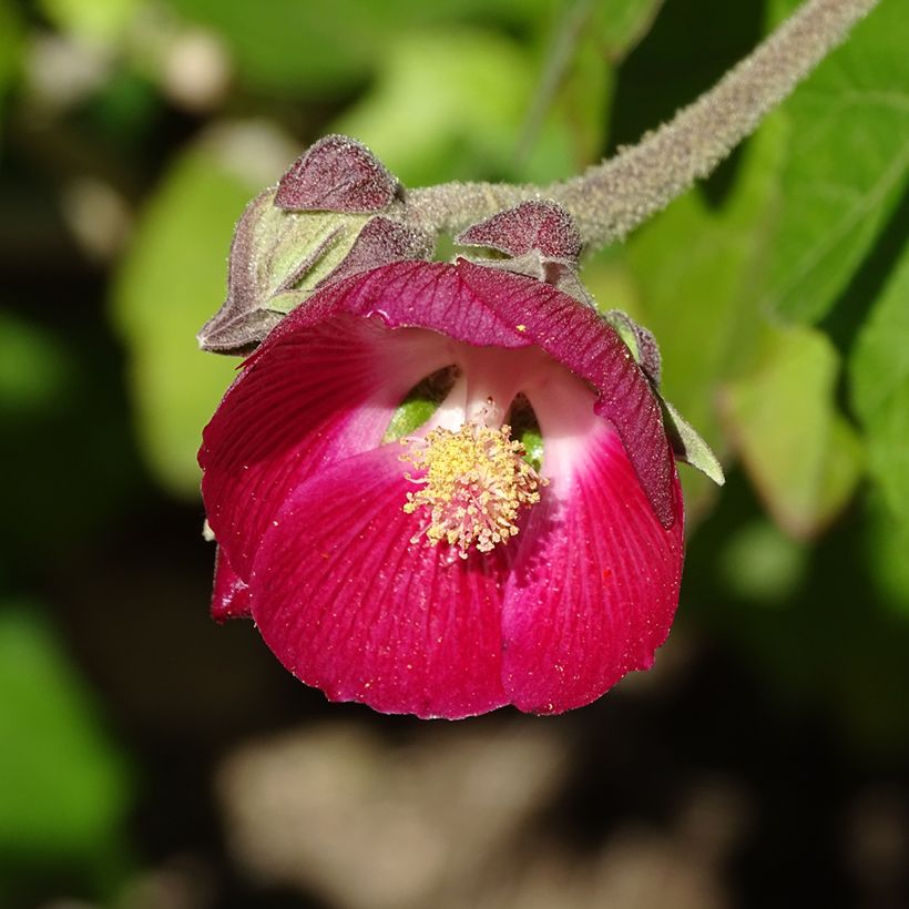 Phymosia umbellata (Floração)