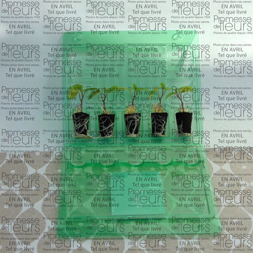 Exemplo de amostra de Physalis Goldita en plants Mini-motte Ø 3/4 cm tal como entregue