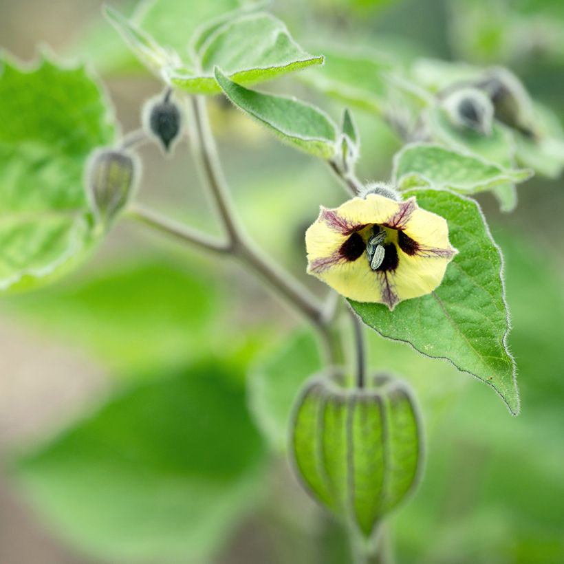 Fisális - Physalis peruviana (Floração)