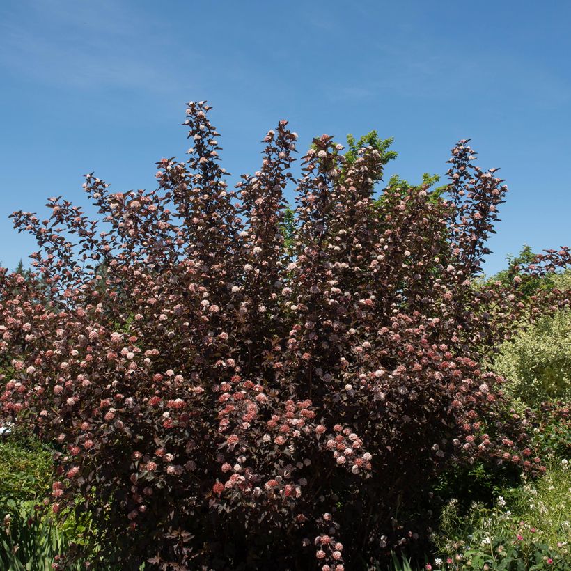 Physocarpus opulifolius Diable D'Or (Hábito)
