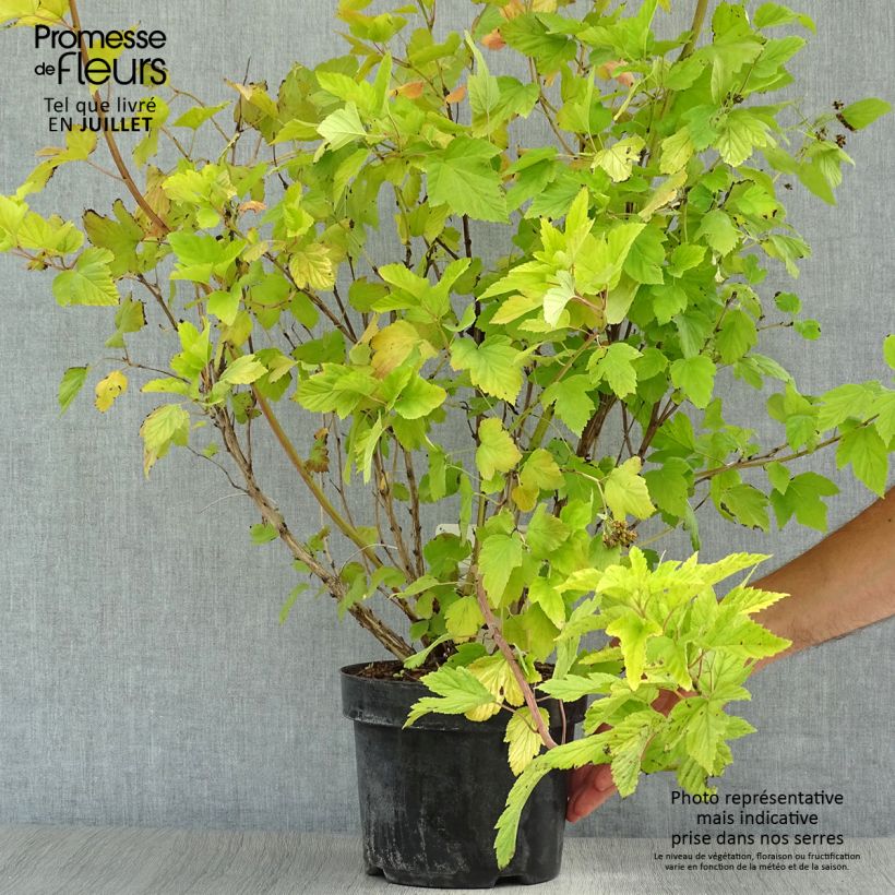 Amostra de Physocarpus opulifolius Dart's Gold Vaso de 3 L/4 L tal como entregue no verão