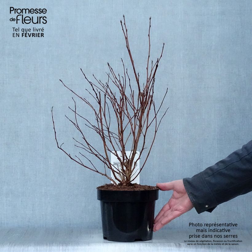 Amostra de Physocarpus opulifolius Dart's Gold Vaso de 3 L/4 L tal como entregue no inverno