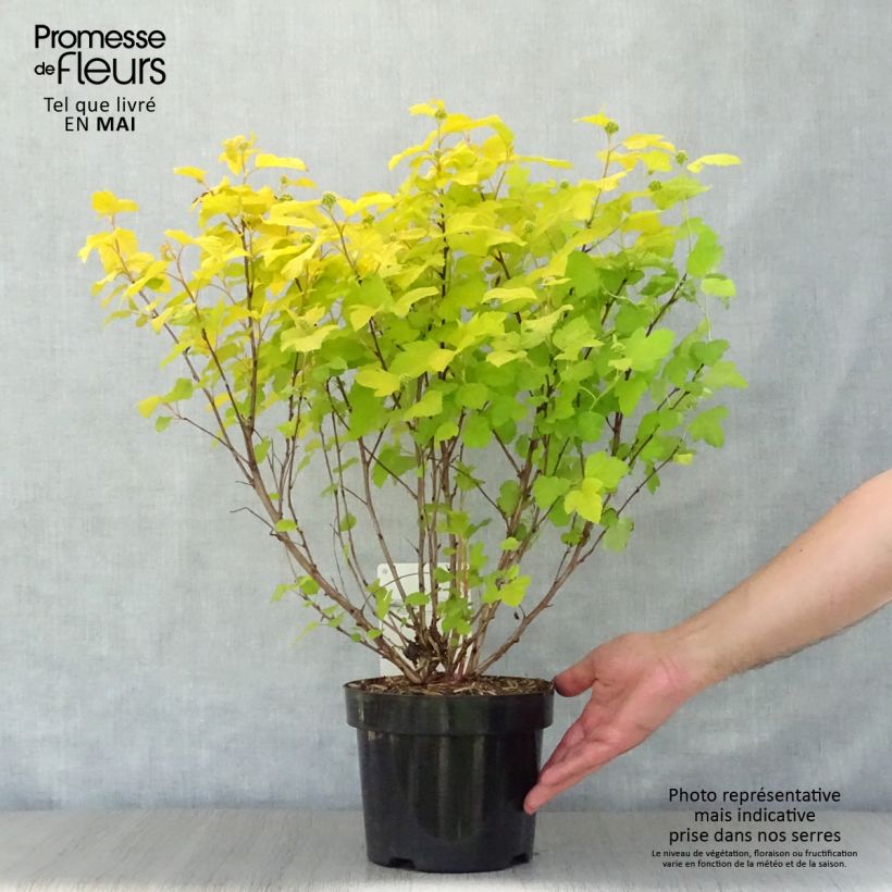 Amostra de Physocarpus opulifolius Dart's Gold Vaso de 3 L/4 L tal como entregue na primavera
