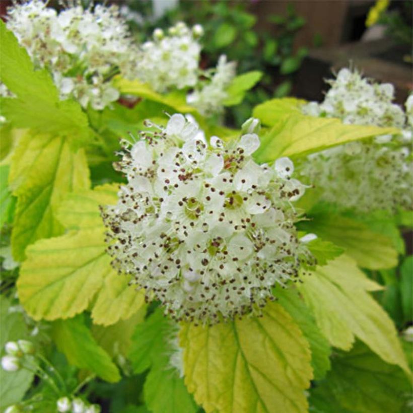Physocarpus opulifolius Dart's Gold (Floração)
