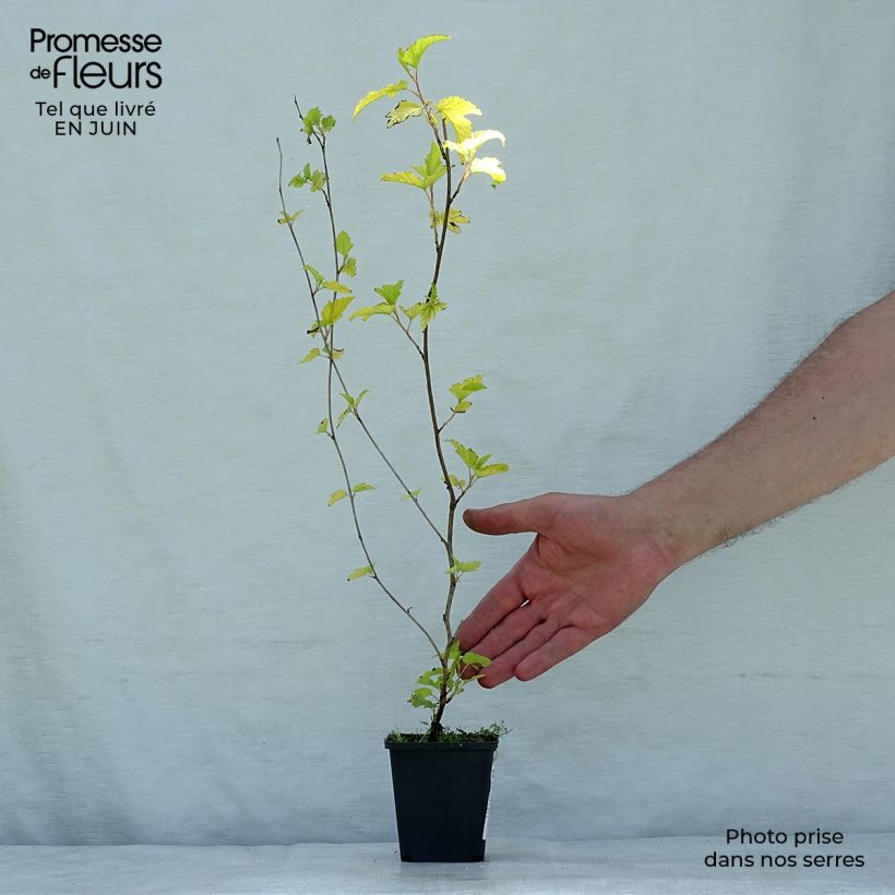 Amostra de Physocarpus opulifolius Dart's Gold Vaso de 8/9 cm tal como entregue no verão