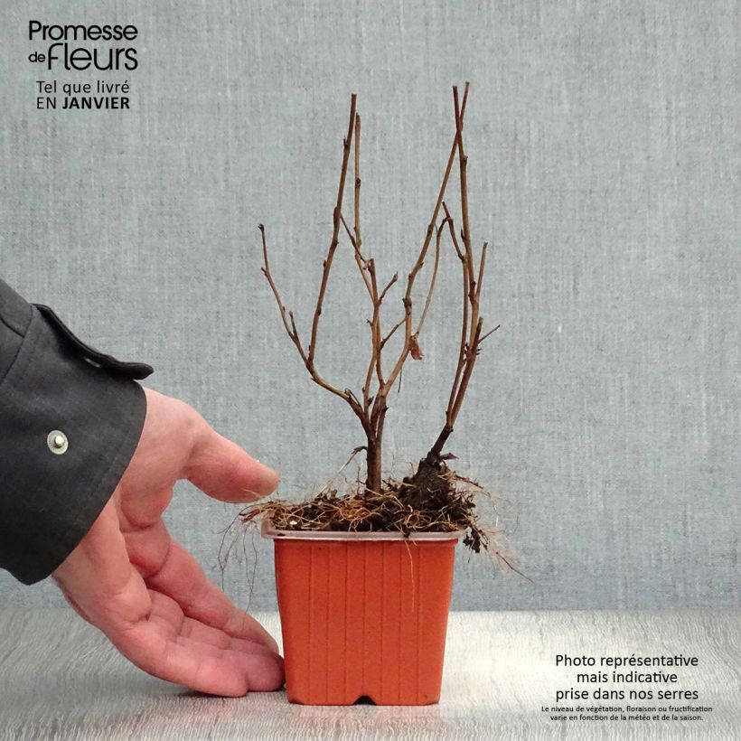 Amostra de Physocarpus opulifolius Dart's Gold Vaso de 8/9 cm tal como entregue no inverno