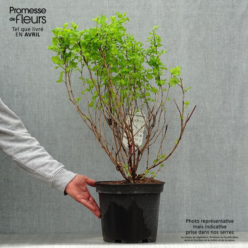 Amostra de Physocarpus opulifolius Dart's Gold Vaso de 6 L/7 L tal como entregue na primavera