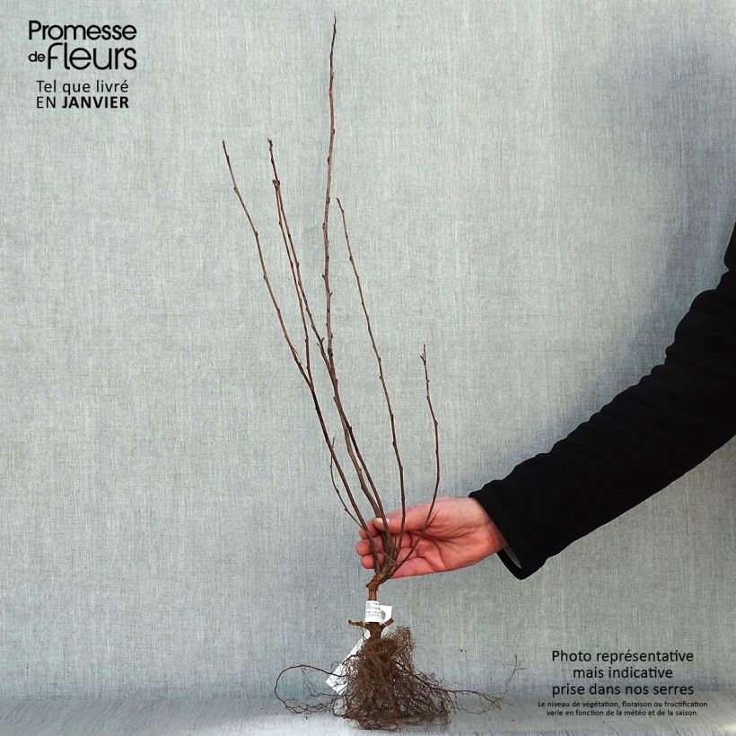 Amostra de Physocarpus opulifolius Dart's Gold Raízes nuas tal como entregue no inverno