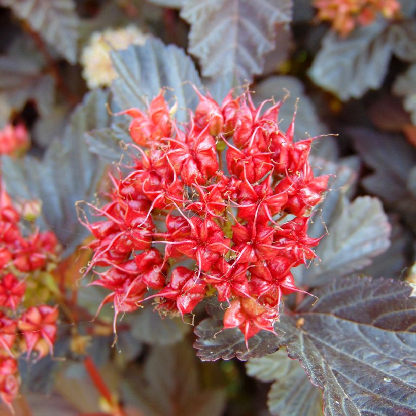 Physocarpus opulifolius Lady in Red (Colheita)