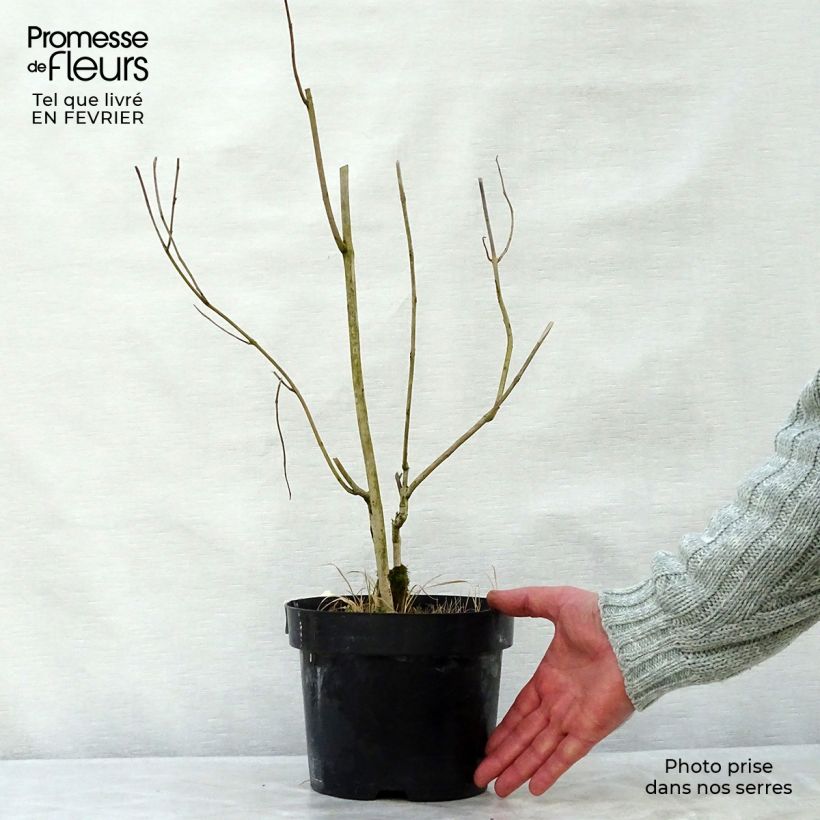 Amostra de Physocarpus Midnight - Physocarpe à feuille d'obier Vaso de 7,5 L/10 L tal como entregue no inverno