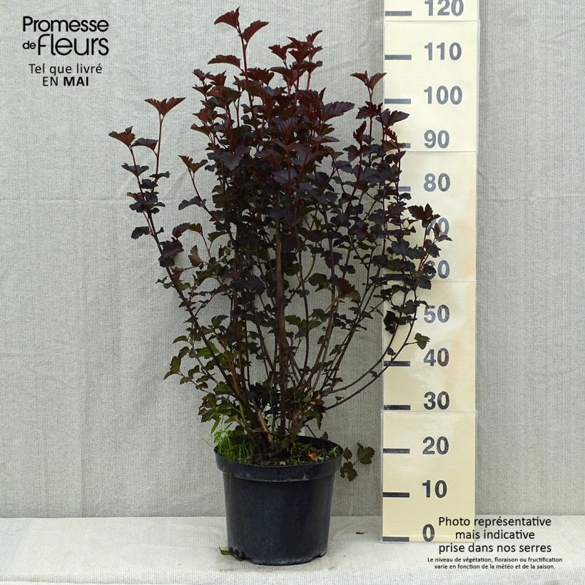 Amostra de Physocarpus opulifolius Midnight Vaso de 7,5 L/10 L tal como entregue na primavera