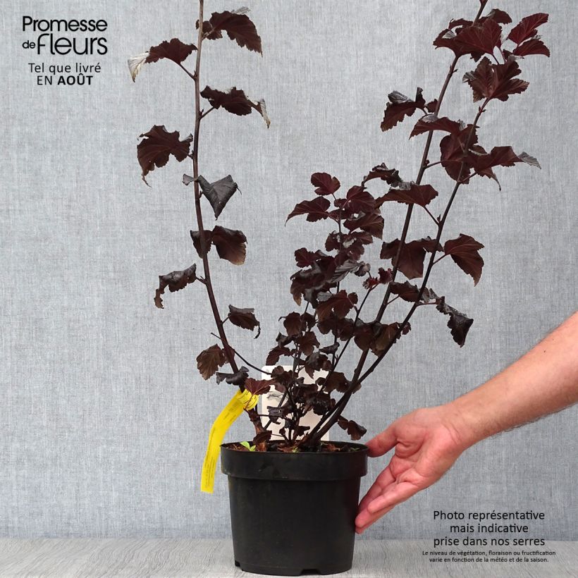 Amostra de Physocarpus opulifolius Midnight Vaso de 3 L/4 L tal como entregue no verão