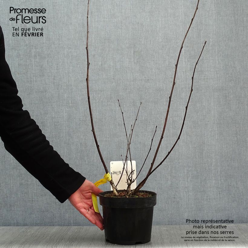 Amostra de Physocarpus Midnight - Physocarpe à feuille d'obier Vaso de 3 L/4 L tal como entregue no inverno